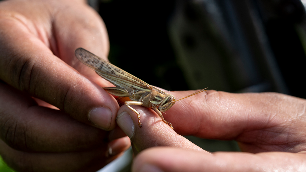 Alertan sobre plaga de langostas.