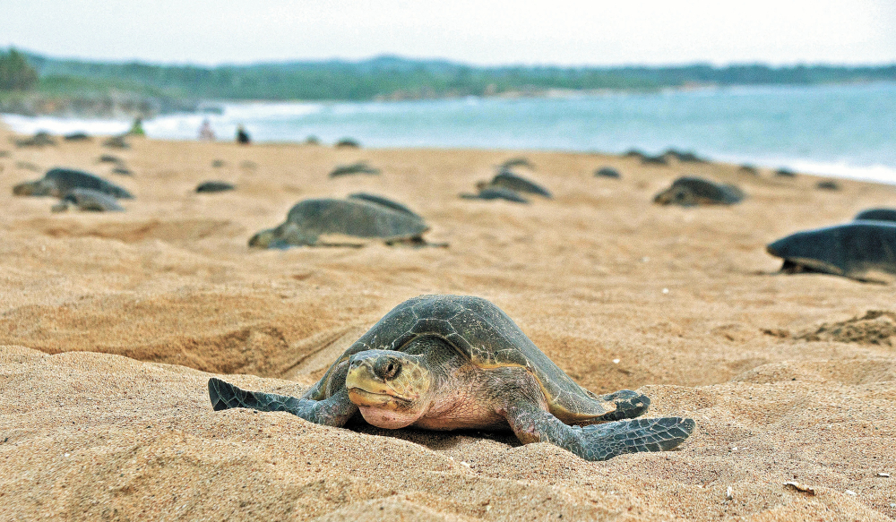 En riesgo. Dos de las seis especies de tortugas marinas que desovan en México están en peligro crítico. Foto: AFP