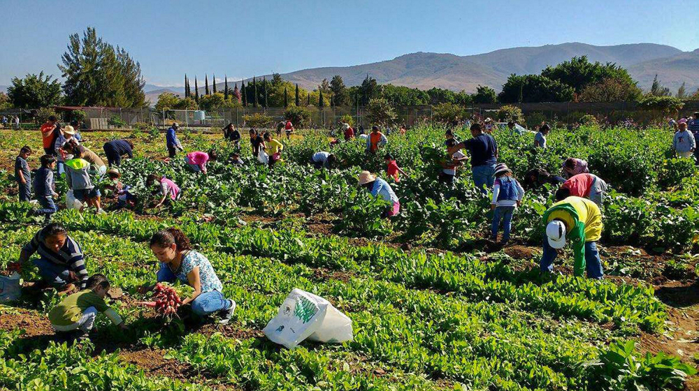 Los espacios inmobiliarios de la agroindustria comprenden naves industriales, invernaderos y huertas. Foto: Cortesía.