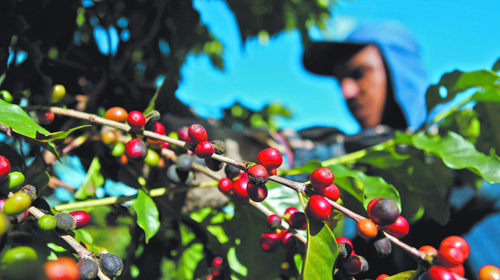 A worker picks coffee beans from coffee plants during a harvest at a farm in Esp’rito Santo do Pinhal, 200 km (124 miles) east of Sao Paulo May 18, 2012.  Brazil's coffee crop faces a smaller risk of frost this year, forecasters said, lowering chances that the world's biggest producer will suffer freezes that contributed to 34-year high in prices last year. Picture taken May 18, 2012. REUTERS/Nacho Doce (BRAZIL - Tags: AGRICULTURE FOOD BUSINESS EMPLOYMENT ENVIRONMENT)