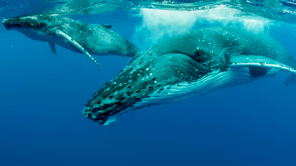 Ballenas jorobadas en el océano Pacífico. Foto: Shutterstock / Imagine Earth Photography