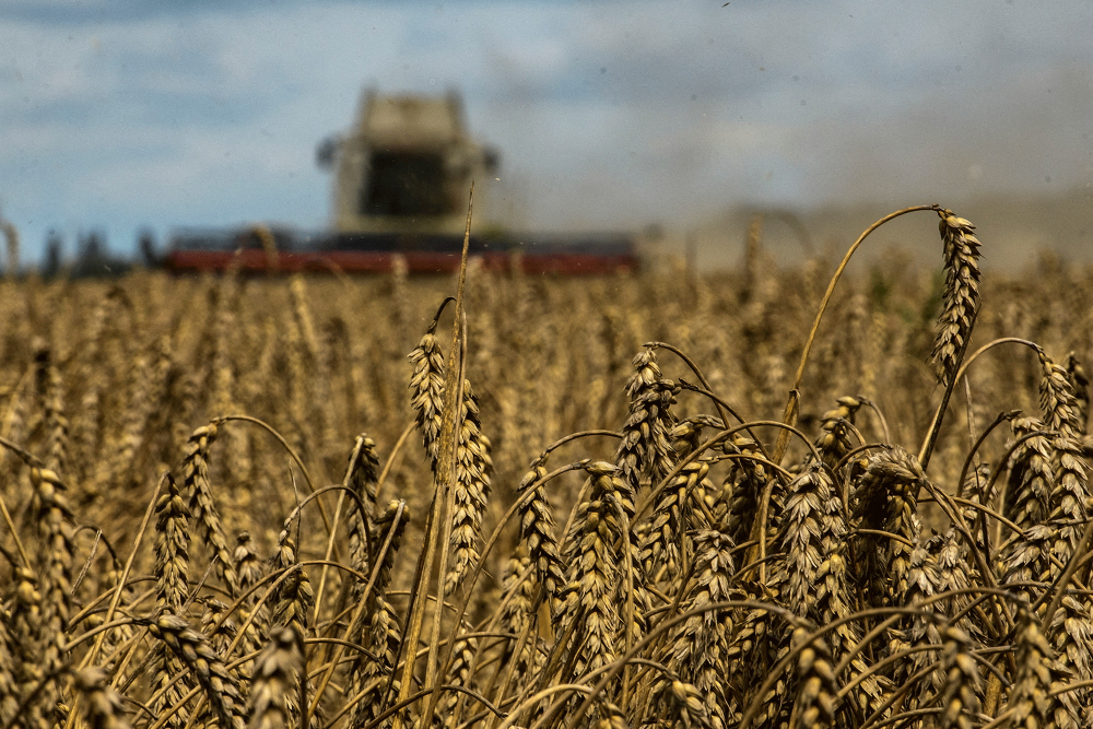 Los precios del trigo se vieron impulsados por el retraso de la cosecha de Kansas