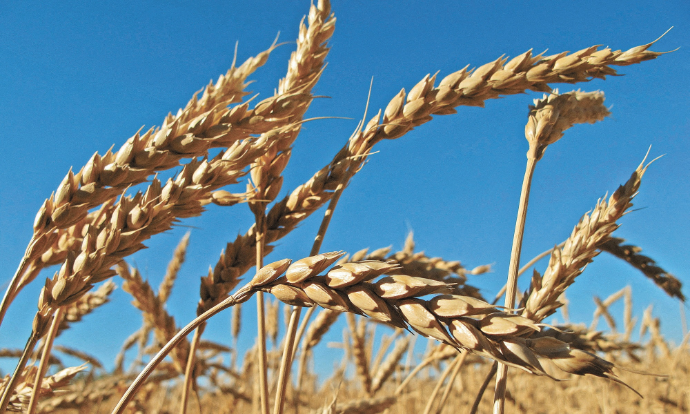 El contrato de trigo más activo de la Bolsa de Chicago (CBOT) subió 0.78%, a 7.041 dólares el bushel