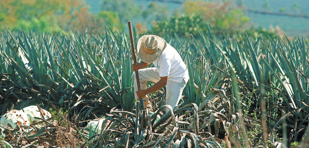 Anteriormente los estados con mayor producción agroalimentaria en el país importaban trabajadores del campo desde entidades del sureste.