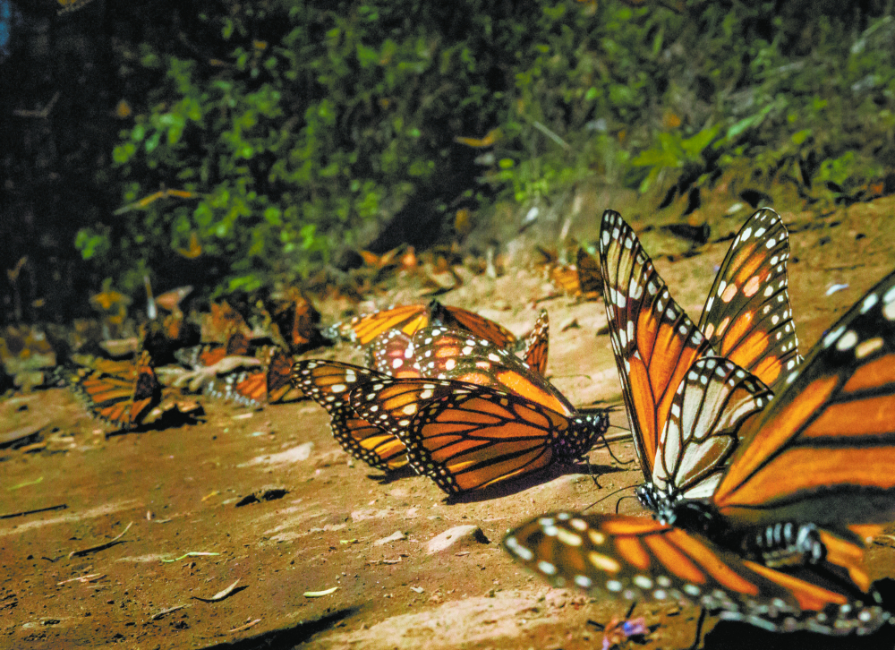 Cada año las mariposas monarca recorren hasta 4,000 kilómetros desde Canadá y Estados Unidos hasta los bosques de Michoacán y el Estado de México. Foto: Cortesía   wwf