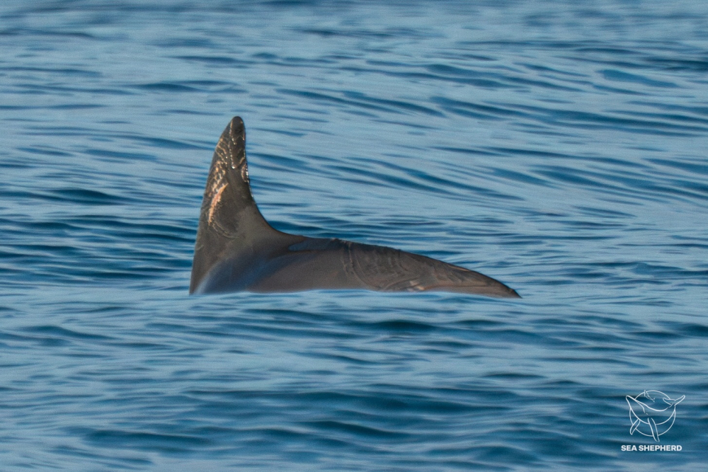 Una expedición de la organización Sea Shepherd detectó poco más de una docena de vaquitas marinas, incluyendo crías en el Golfo de California. Foto: Reuters