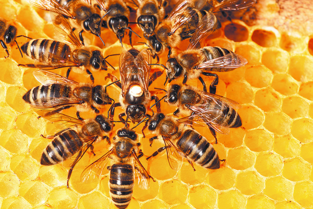 Plantar flores y plantas nativas en jardines y balcones, evitar el uso de pesticidas en espacios verdes y apoyar a los apicultores locales son acciones para contribuir a la conservación de las abejas.