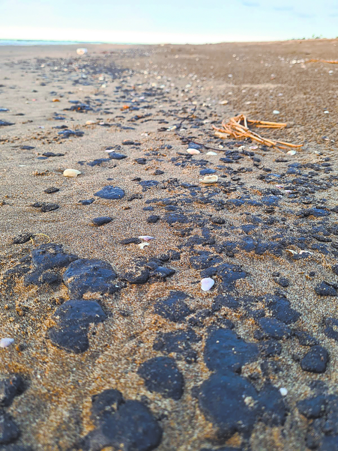 En Veracruz, la Fundación Caretta detectó residuos de hidrocarburos en las playas al sur del estado y denunció la muerte de animales marinos, con denuncias en las que expuso fotografías de tortugas marinas -especie en extinción- muertas en las playas.