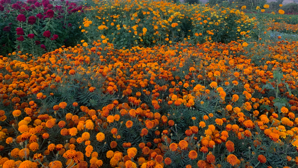 Campo de cempasúchil en Santa Catarina de Minas, Oaxaca. Foto: Francisco de Anda