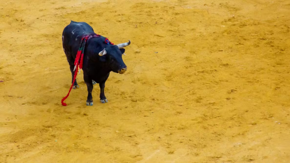 Las corridas, con desenlace fatal para los toros, aún son permitidas en parte de España, México, Francia, Colombia, Venezuela, Perú y Ecuador. Foto: Shutterstock.