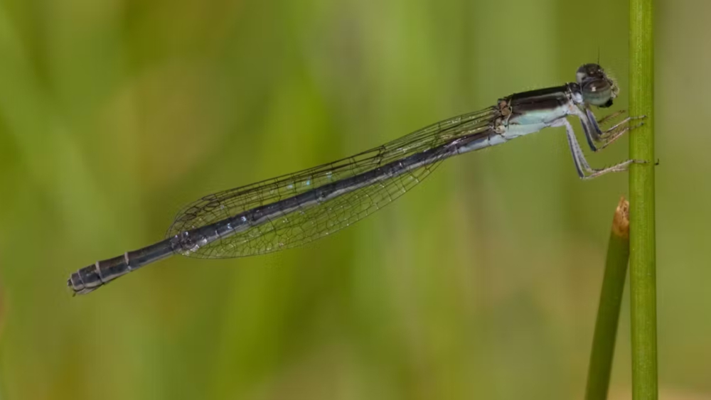  Las hembras de la especie de caballito del diablo Ischnura hastata presentan reproducción asexual solo en las islas Azores. Foto EE: Cortesía Adolfo Cordero