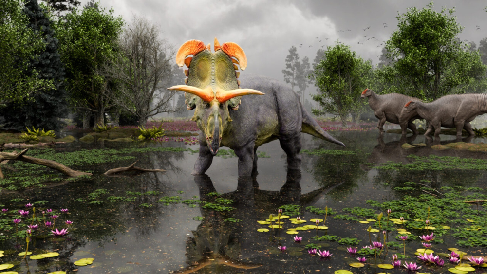 Reconstrucción de Lokiceratops en los pantanos de 78 millones de años del norte de Montana. Foto EE: Universidad de Colorado