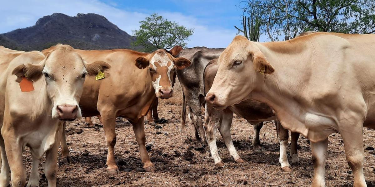 Ganaderos implementan 26 acciones para eliminar la presencia de gusano barrenador