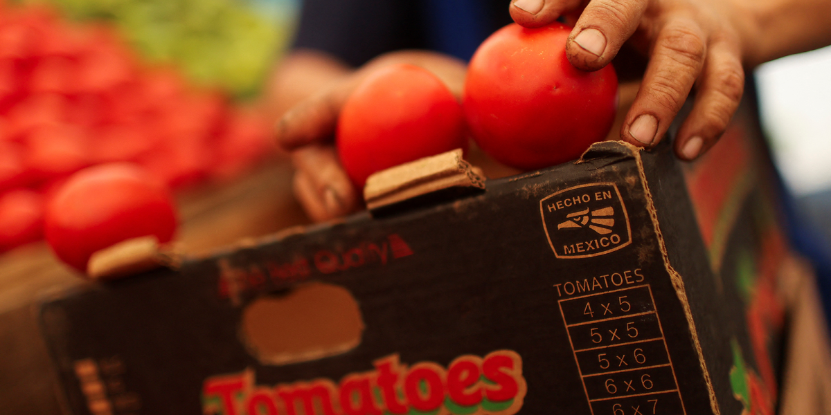 Arancel al tomate impactaría a productores queretanos