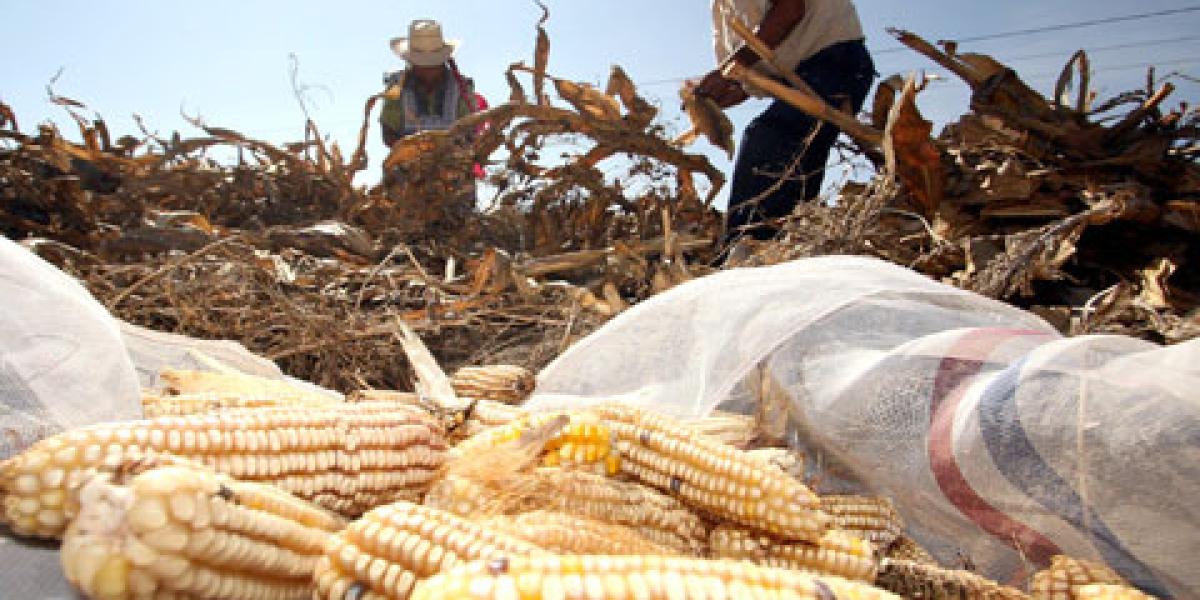 EU realiza mega venta de maíz a México
