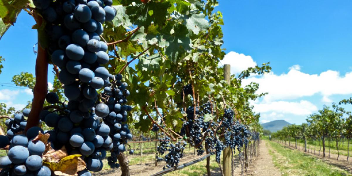 Descubre sus rutas de vino, ron y cerveza