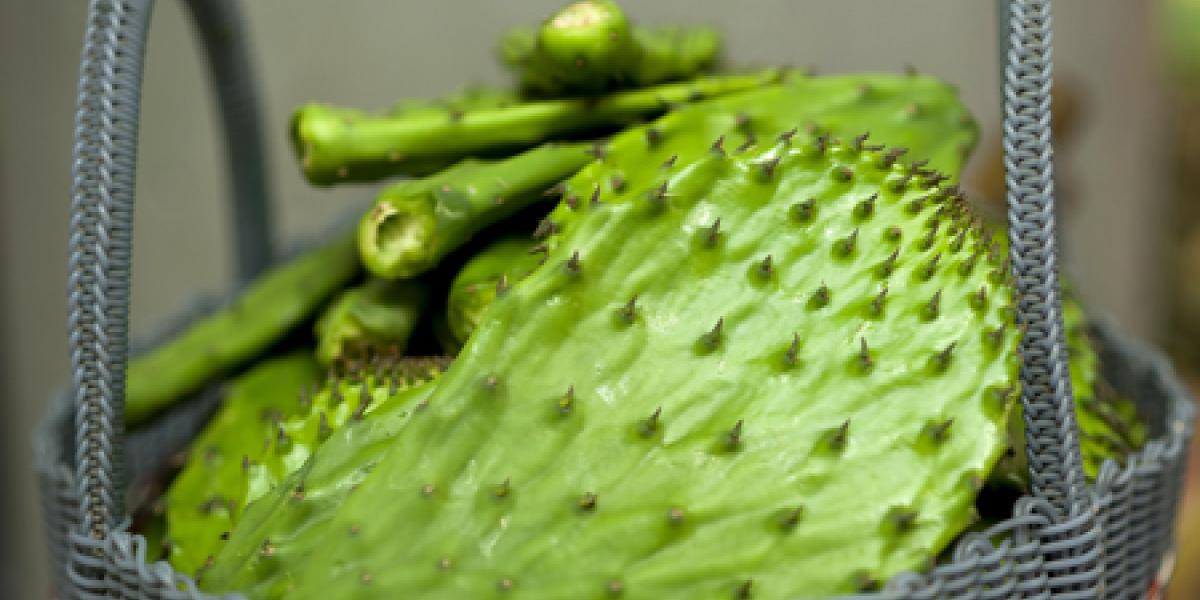 Ecopinta, pintura ecológica hecha con nopal