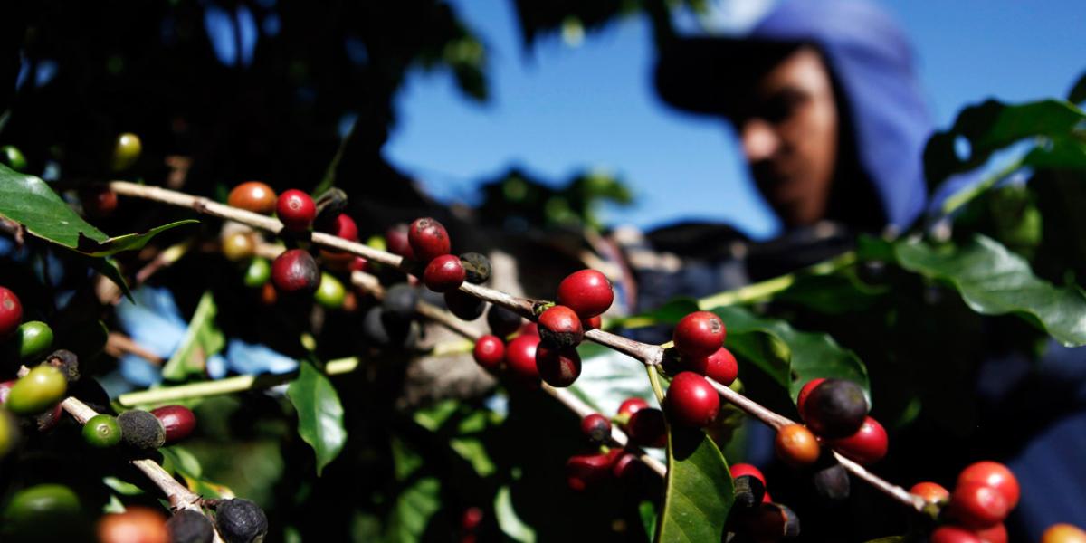 México producirá 3.8 millones de sacos de café en periodo 2017-2018