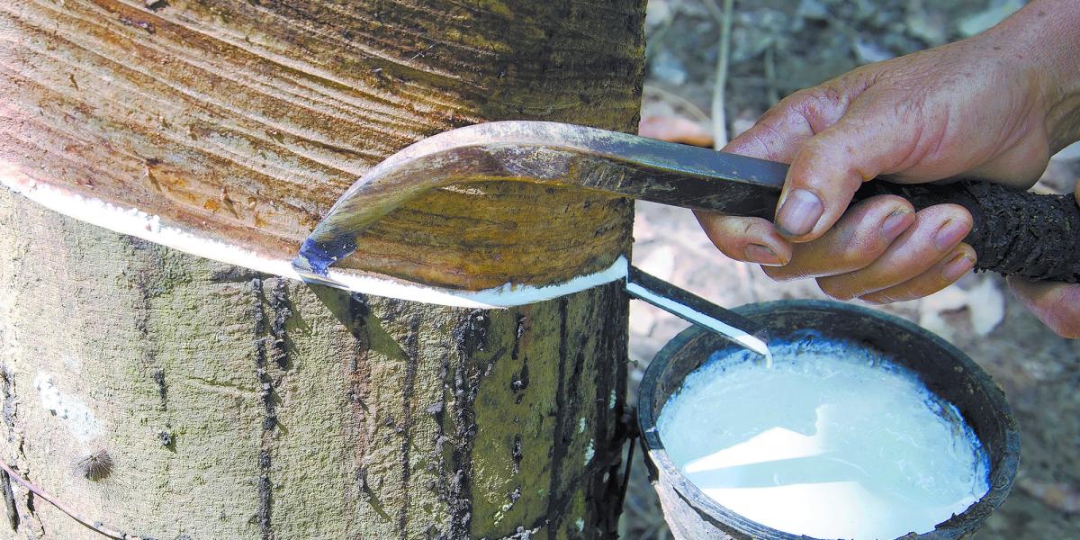 Hule Tree Industriales promueven cultivos de hule