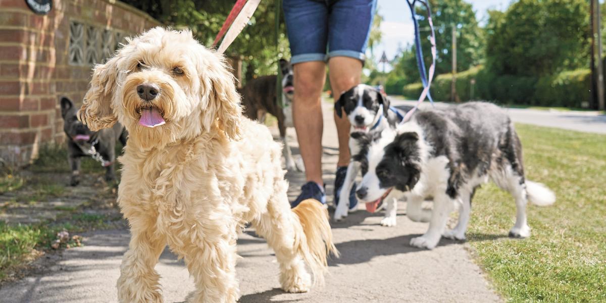 La ciencia confirma el impacto positivo de los perros en la salud mental