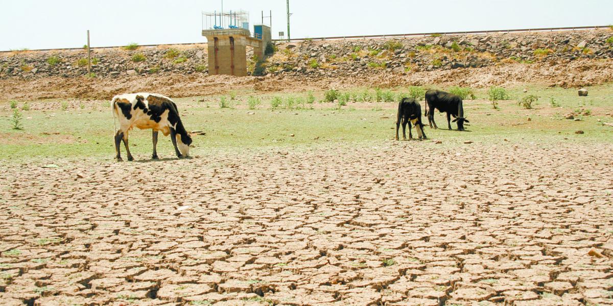 Querétaro está en riesgo de perder 20,000 toneladas de superficie ...