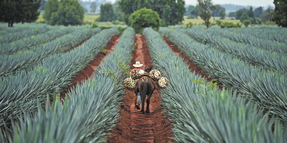Agroindustria tequilera busca alcanzar liderazgo global en 2024