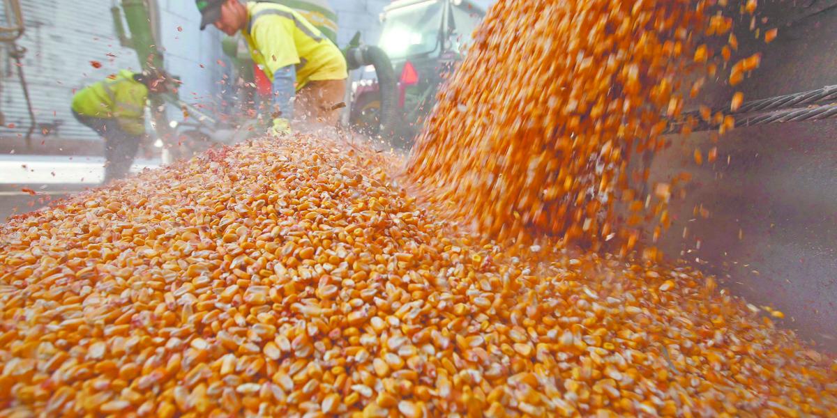 México prevé importar hasta 16 millones toneladas de maíz amarillo en 2024: Sader