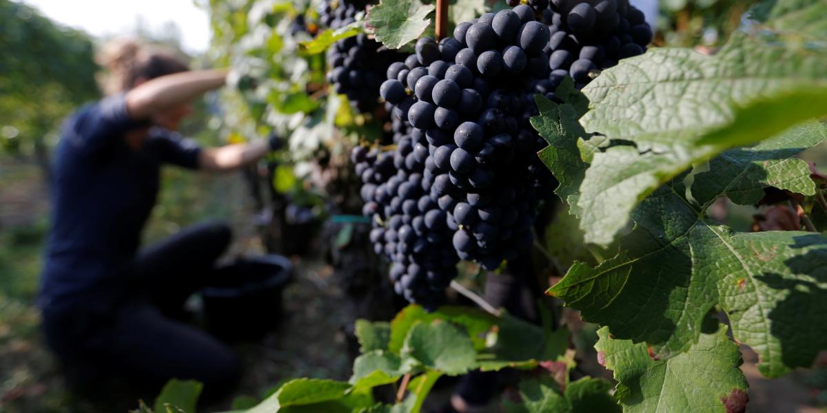Querétaro proyecta derrama de 15 millones de pesos con festival del vino