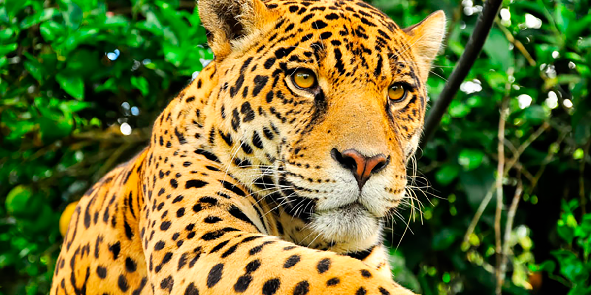 ¿Cuántos jaguares quedan en México? Pronto lo sabremos