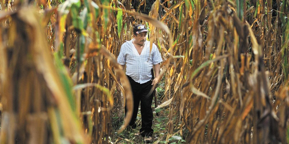 Sube 198.8% las hectáreas siniestradas en el campo