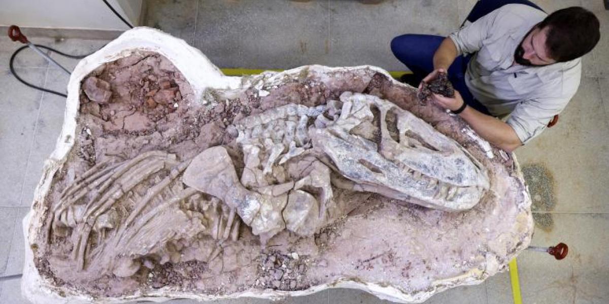 The fossil of a new species of reptile found in Brazil sheds light on the appearance of dinosaurs