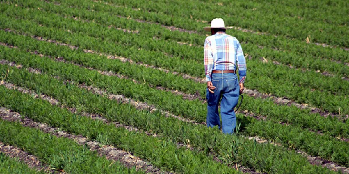 Aranceles del nuevo gobierno de Trump afectarán la relación agropecuaria  trilateral: GCMA