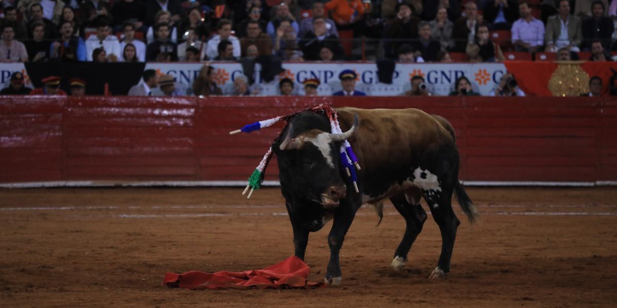 Empresarios taurinos rechazan propuesta para prohibir corridas de toros con  violencia