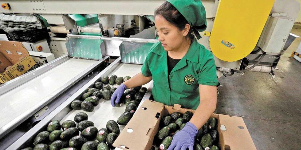 Mexico’s Labour Force Participation Fell to a Seven-Month Low
