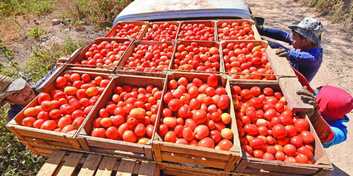 Trump pone el ojo en el jitomate mexicano: ¿por qué sube el arancel al 21%?: