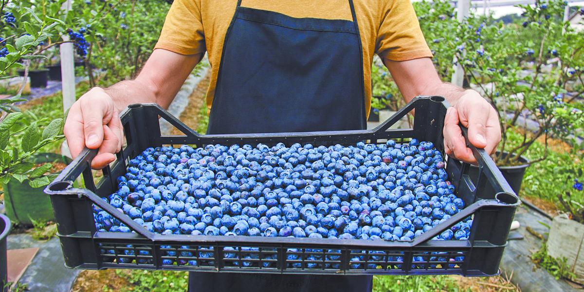 Rompen récord envíos de arándanos peruanos