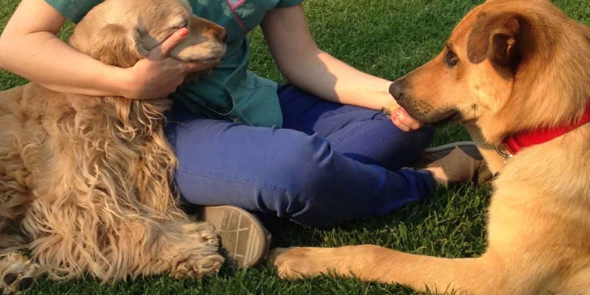 Cuánto cuesta hospitalizar u operar a un perro en México? Promedios y cómo proteger tu bolsillo