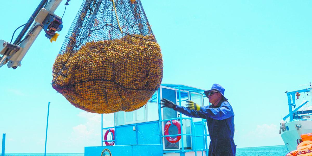 Nueva mancha de sargazo en el Golfo de México alcanza 4.2 millones de toneladas