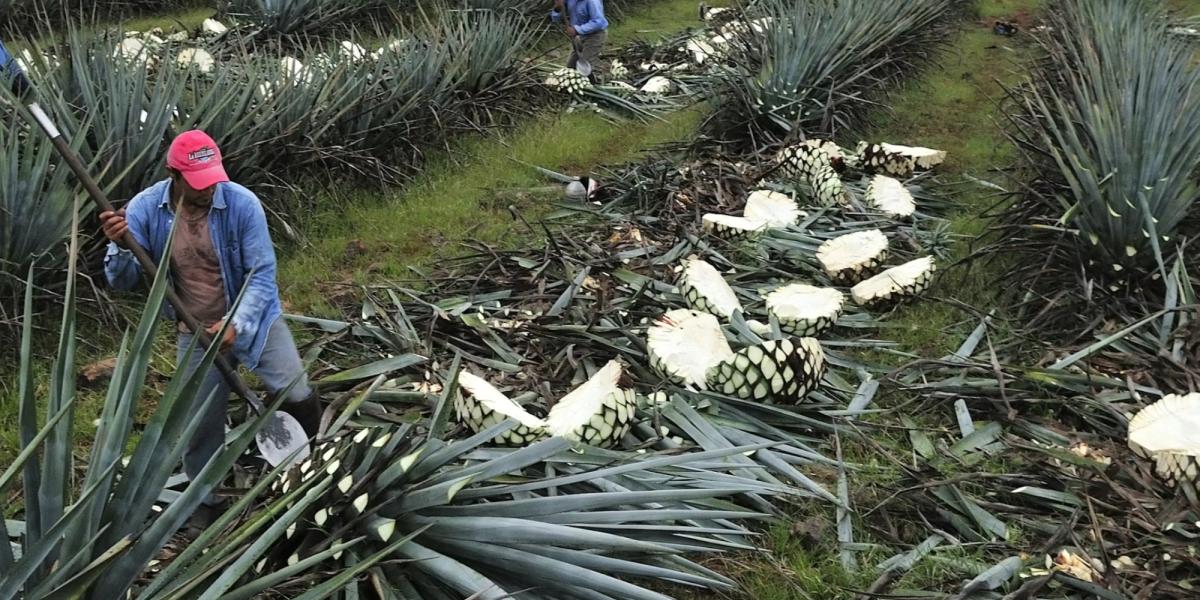 Mexico prepares plan to address falling agave prices