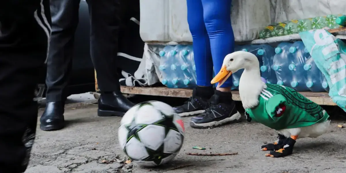 Pato Merlin Pato Merlín desata furor en el Mundial 2026 y expertos alertan por el ...