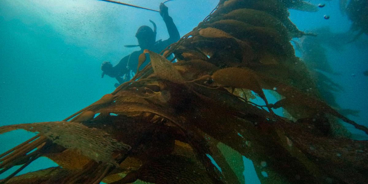 Divers work to restore Baja California’s threatened underwater kelp forest