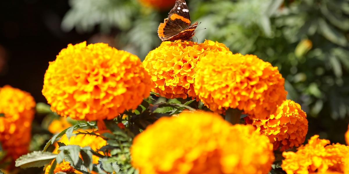 Puebla expects 100 million pesos from marigold sales this Day of the Dead season
