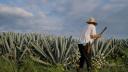 Industria del tequila