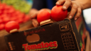 Tomate mexicano.