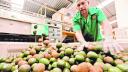 A boy rests on a pile of avocados in the border between the Dominican Republic and Haiti, at El Guacate military post, Independencia Province, Dominican Republic, October 2, 2018. REUTERS/Andres Martinez Casares     SEARCH 