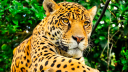 En 2018 se registarron 4,800 jaguares en México. Foto EE: Especial