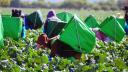 Por grupo de actividades económicas la mayor alza fue en los productores dedicados a las actividades primarias, es decir, aquellas relacionadas con la agricultura, caza, ganadería, pesca y similares.