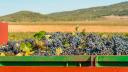 Uvas para vino