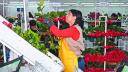 Casi 80% de las exportaciones floricultoras nacionales tiene como destino el mercado de EU, por lo que un arancel de 25% o 50% habría derivado en “consecuencias catastróficas”, señalaron desde la Asociación Colombiana de Exportadores de Flores.