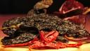 Chiles secos
